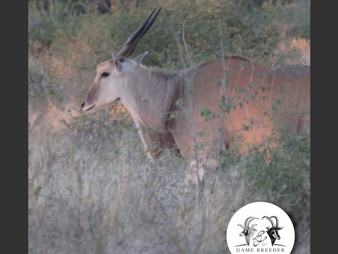 Livingstone Crossings
Eland Mature Bulls | WATERBERG PLATO GAME BREEDERS