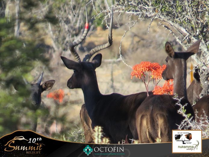 22 7/8" Black Impala Ram