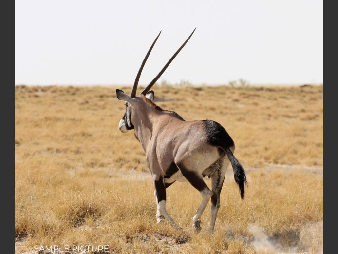 ORYX | DU PREEZ WILD