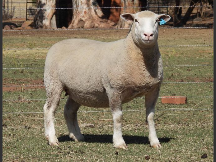 MK 220007 | M. KLOPPER