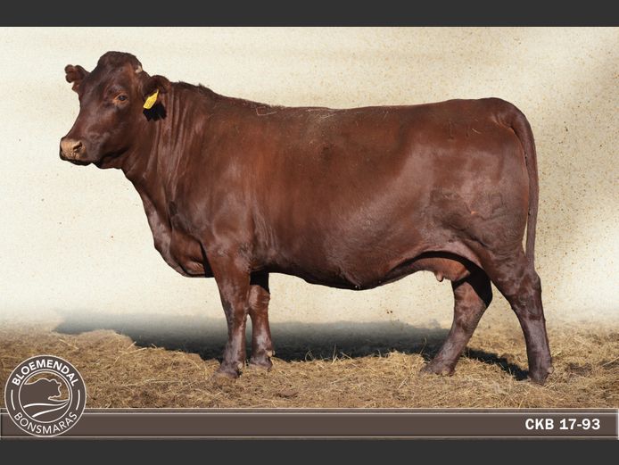 CKB170093 | CHRIS KRUGELL BLOEMENDAL