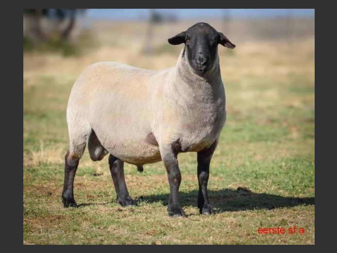 371240023 | DRAVLEIS SUFFOLK