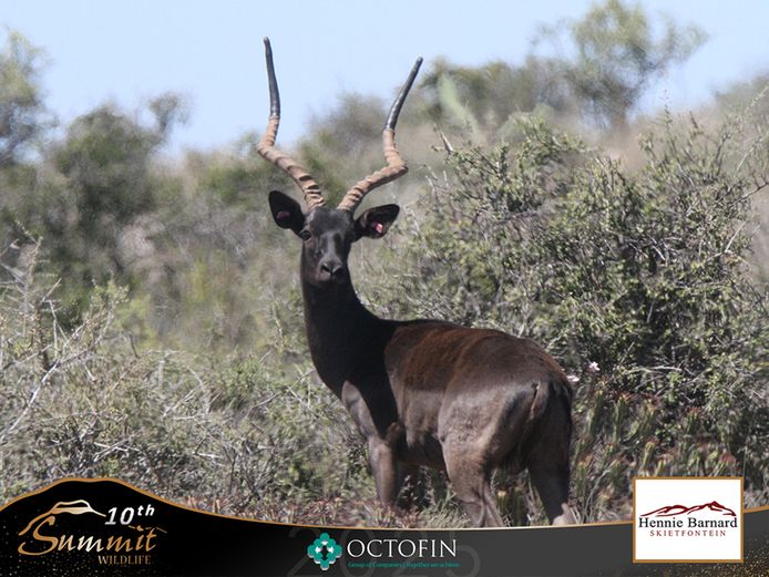 23" Black Impala Hunting Ram	