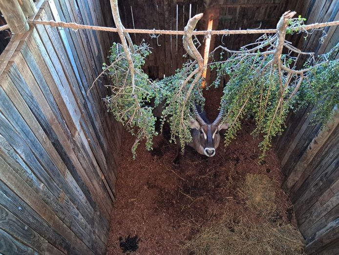 Waterbuck Bull | CGOC Bomas - Krompoort Game Capture