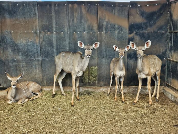 KUDU | DAGBREEK