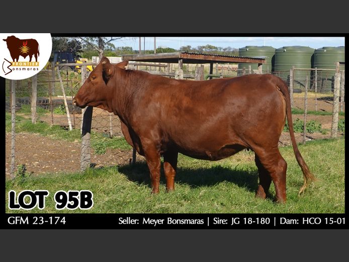 GFM230174 | MEYER BONSMARAS