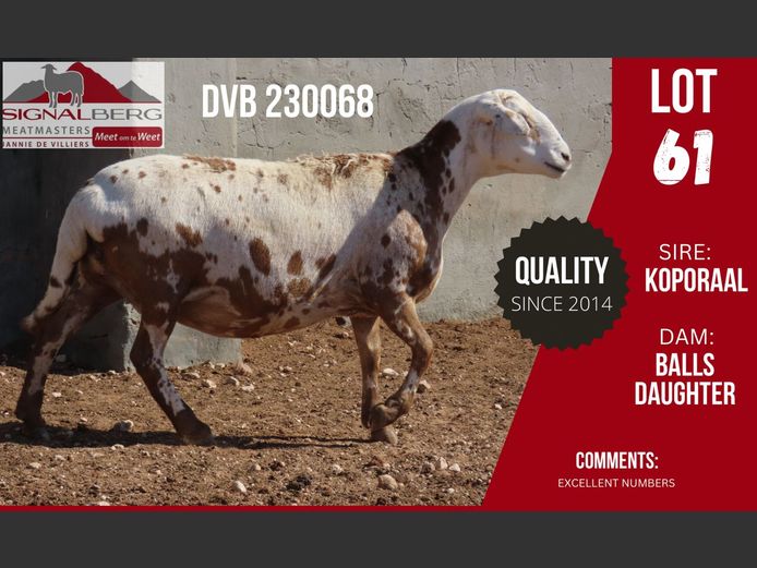 DVB 230068 | SIGNALBERG MEATMASTERS