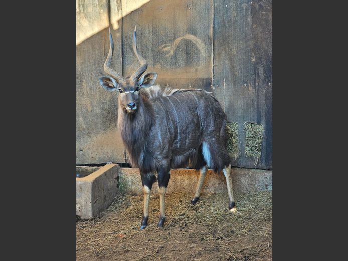 NYALA 28” | BIG HORN