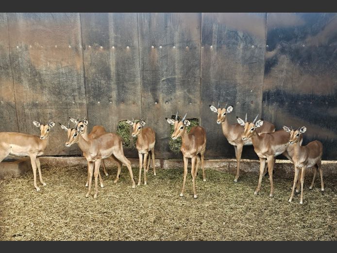 IMPALA | 4 x PWAB & 4 x M V GREUNEN