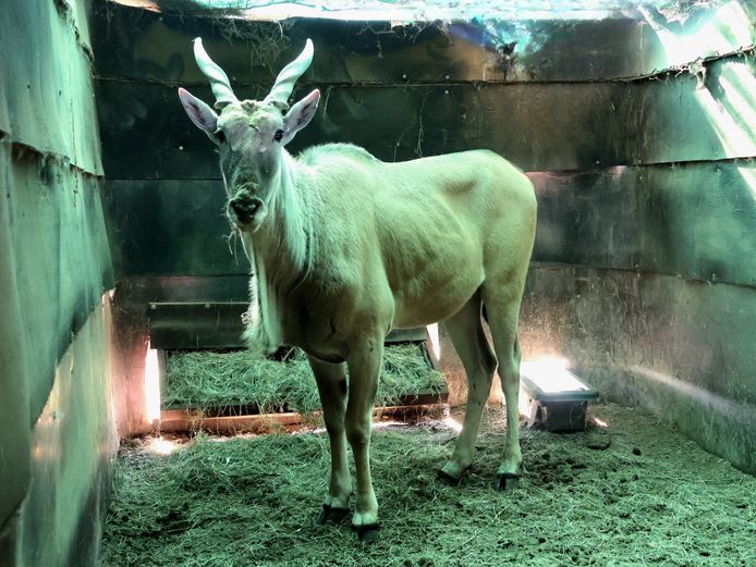 ELAND | ABORELLA