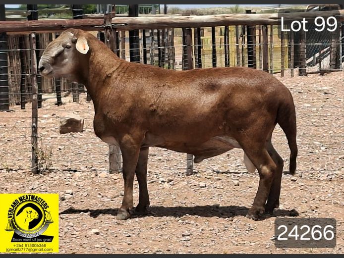 24266 | VERLAND MEATMASTERS