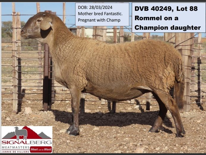 SIGNALBERG MEATMASTERS | DVB 40249