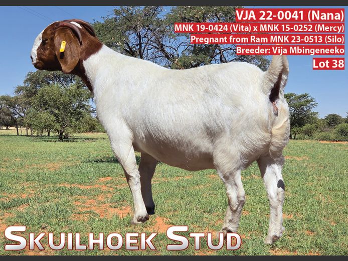 VJA 22-0041 (NANA) | VIJA MBINGENEEKO