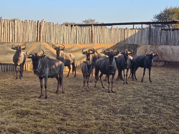 BLUE WILDEBEEST | DEELBOS