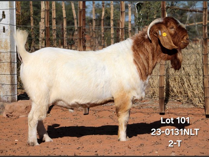 23-0131NLT | LEKWATER BOERBOK 
STOET