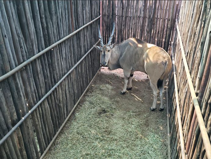 ELAND | HANLEY