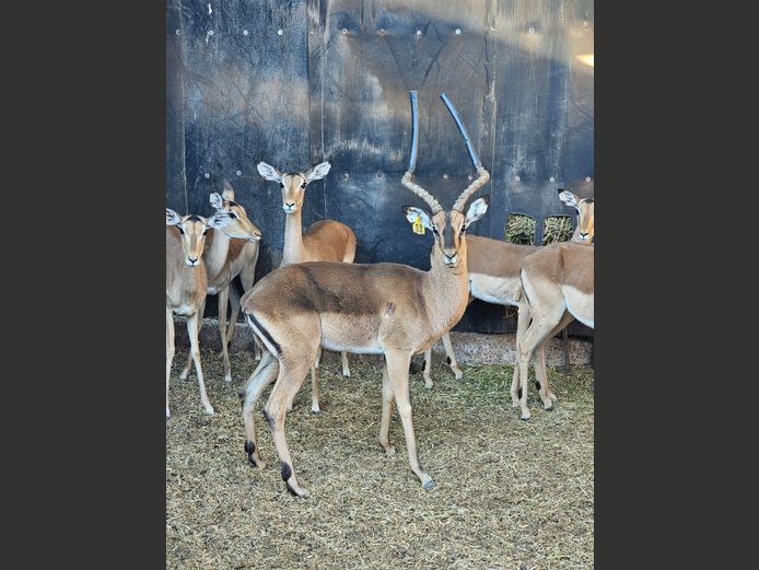 SPLIT IMPALA | LUIPERDSKLOOF