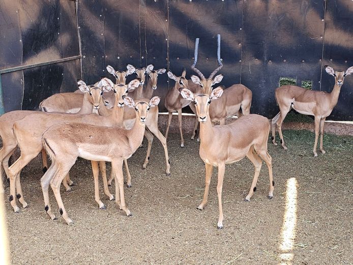 IMPALA | LIMPOPO STUD GAME
