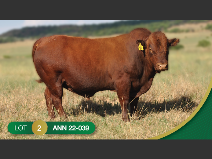 ANN 220039 | ANNANDALE BONSMARAS