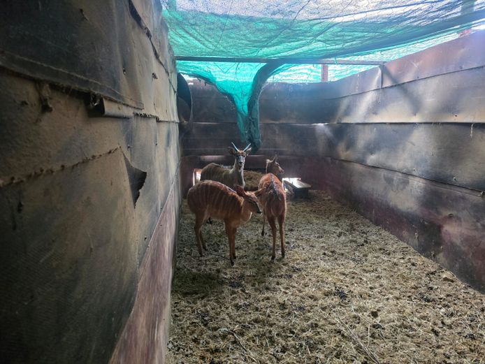 NYALA | AL BADENHORST