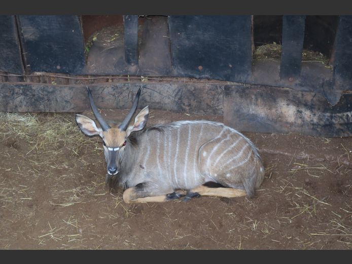 Njala