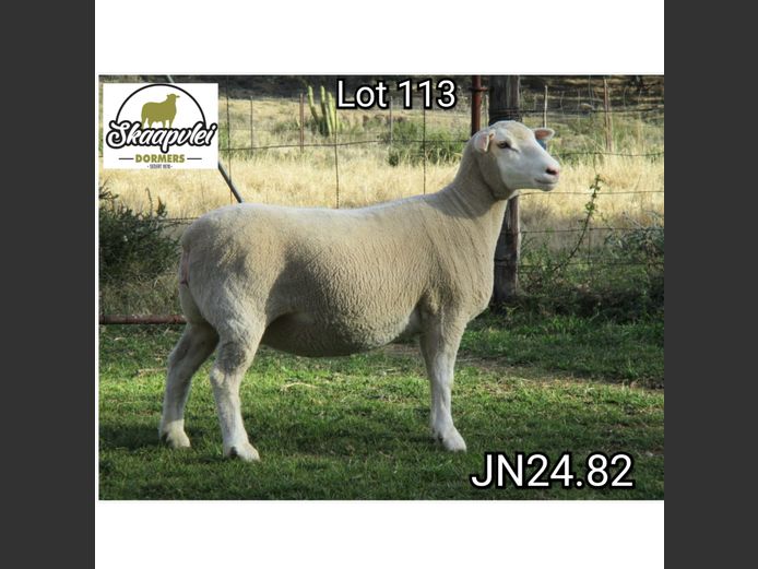 JN240082 | J.J. NEL & SEUN