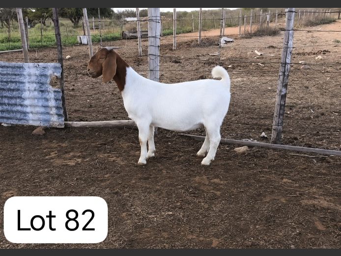 250082 | Kotze's