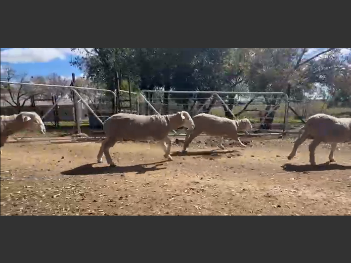 Sheep