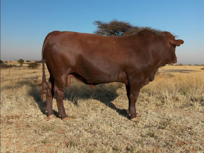 CHK230333 | A.J. KRIEL