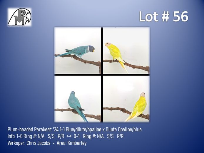 1-1 '24 Plum-headed Parakeet: Blue/dilute/opaline x Dilute Opaline/blue - Chris Jacobs