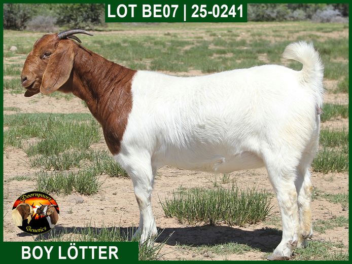 25-241 | Boy Lotter