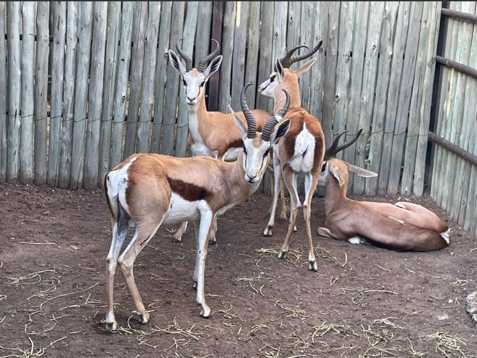 Kalahari Springbok