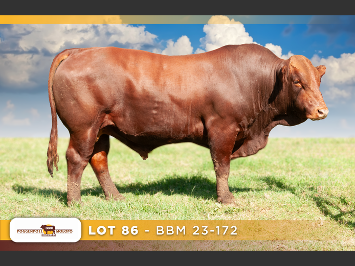 BBM 230172