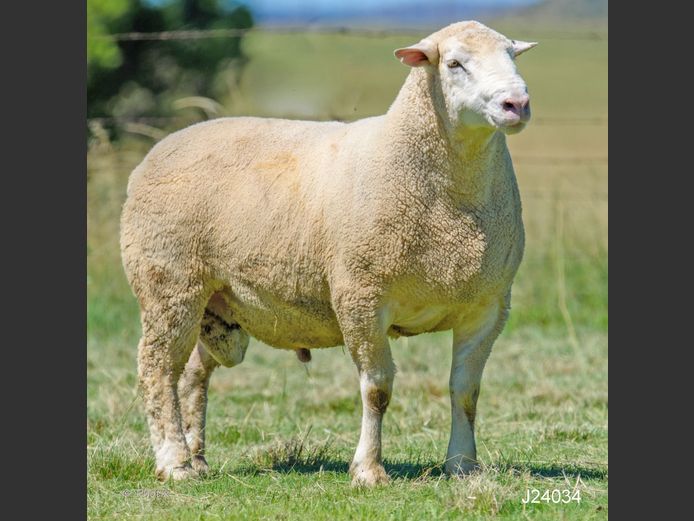 J  240034 | LEEUWKOP DORMERS