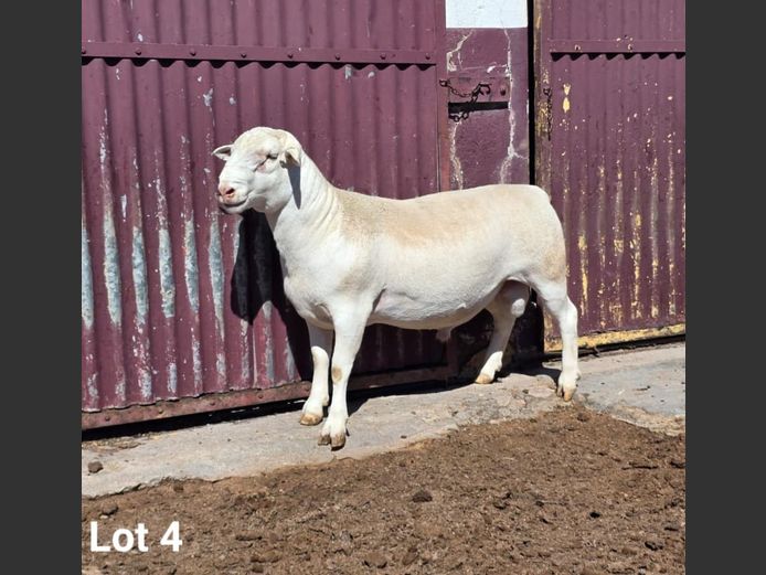 25028 | KASTEEL WITDORPERS