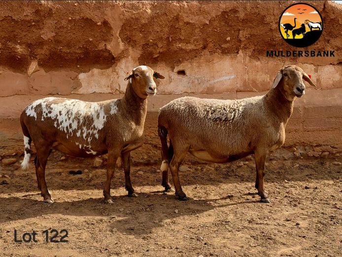 23-59 | Jaco Mulder - Mulderbank Meatmasters