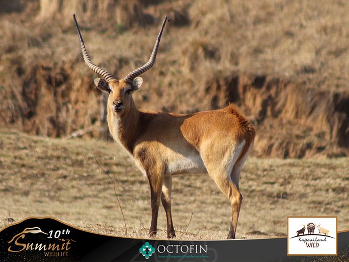 29" Lechwe Bull	