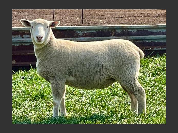 BS 240007 | HAGELAND ILE DE FRANCE