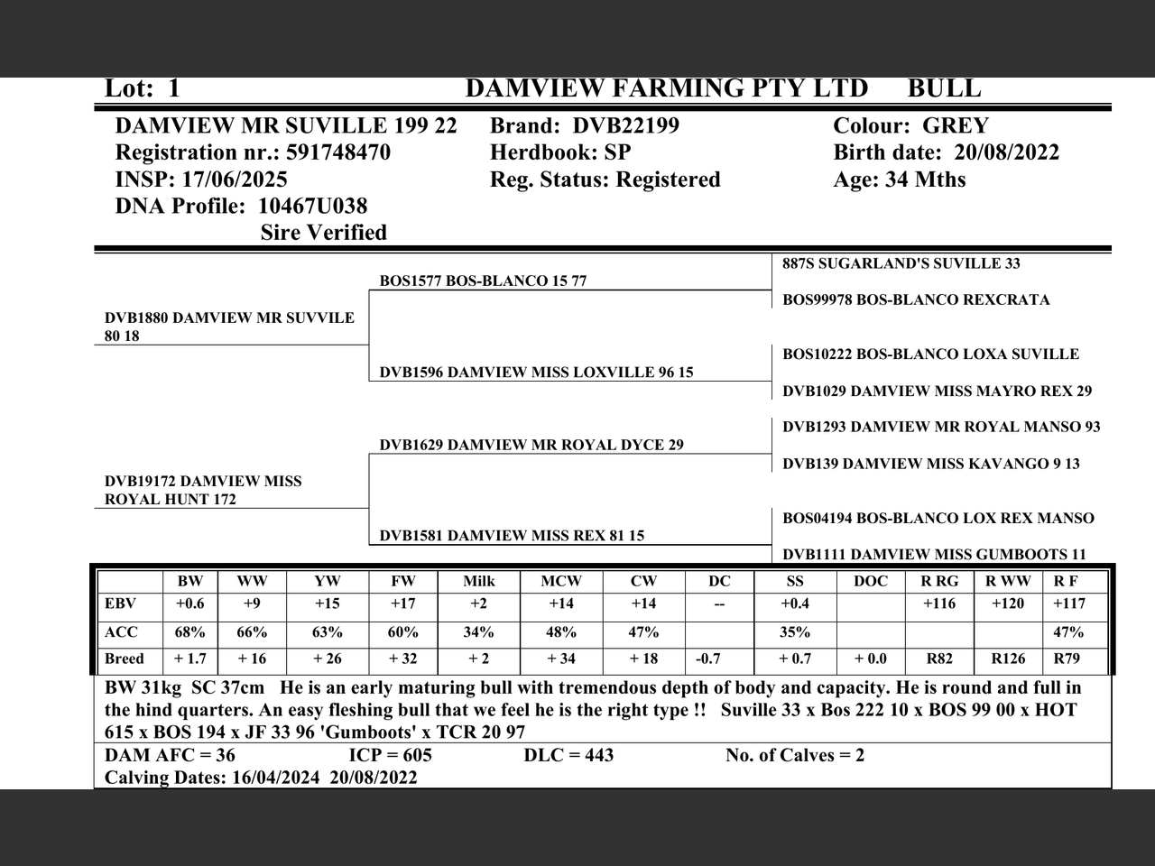 Lot 1 | DAMVIEW BRAHMANS BULL 21ST PRODUCTION SALE | SwiftVEE | South ...