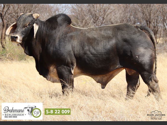 S-B229 | SCHLEBUSCH BOERDERY BK