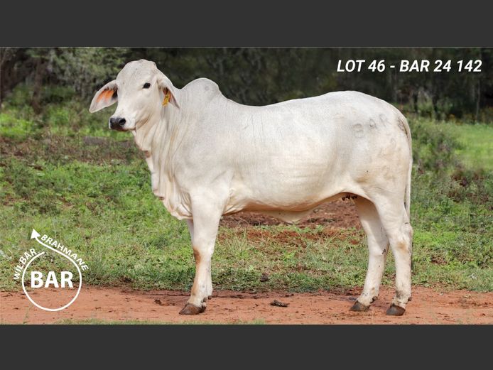 BAR24142 | BARNARD WJ