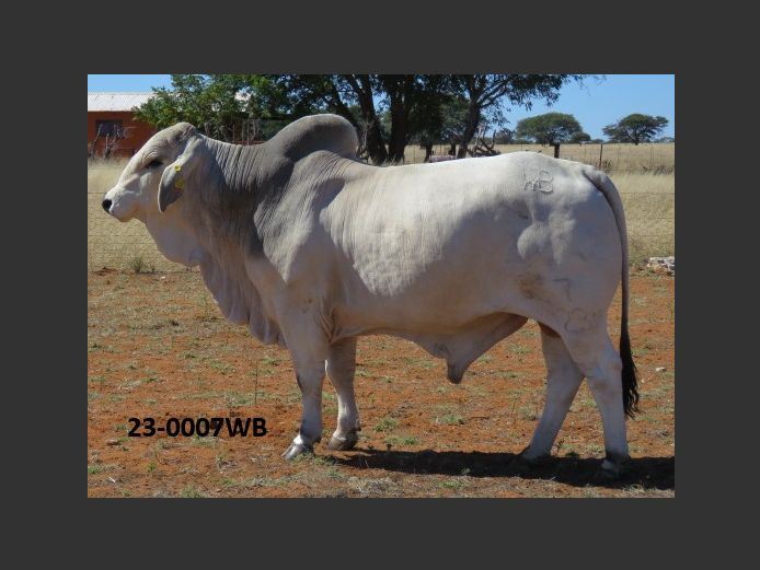 23-0007WB | WOKUMA BRAHMAN