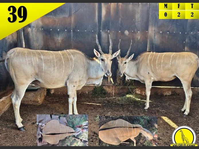 ELAND | ONDANGWA WILDLIFE