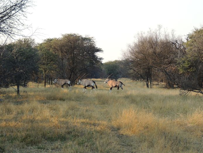GEMSBOK KOEI