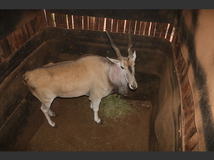 Eland