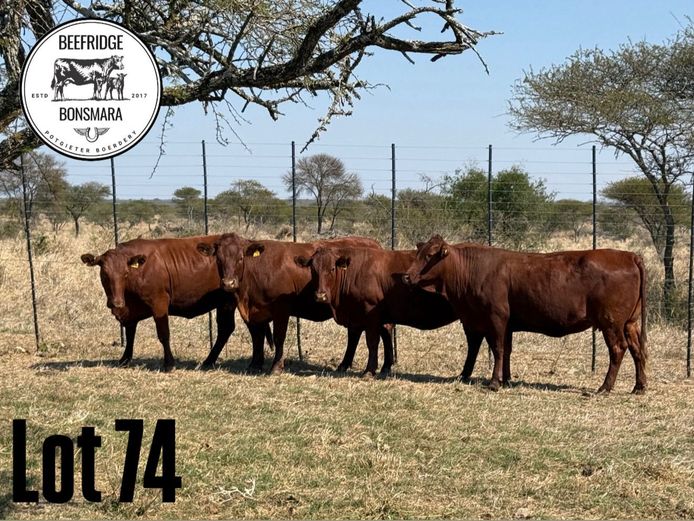 Commercial Animals | BEEFRIDGE BONSMARAS