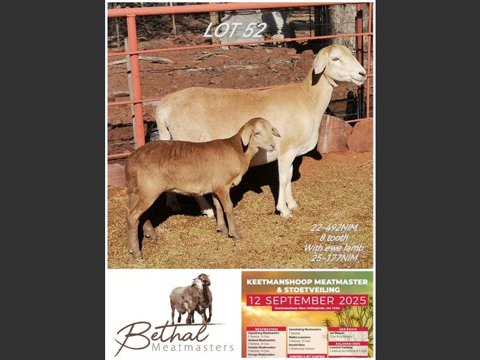 BETHAL MEATMASTERS | 22-492NIM