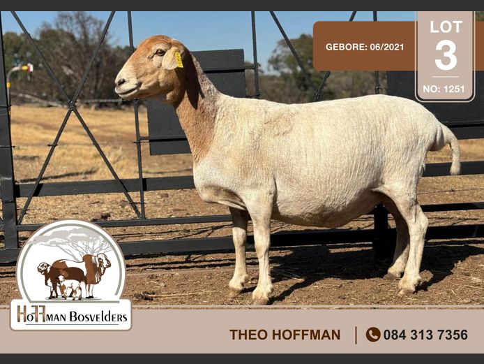 1251 | HOFFMAN BOSVELDERS