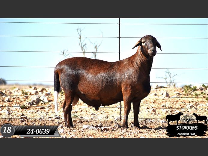 HWH24-0639 | Stokkies Meatmasters