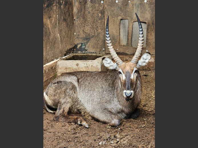 WATERBUCK | S. VAN ZYL